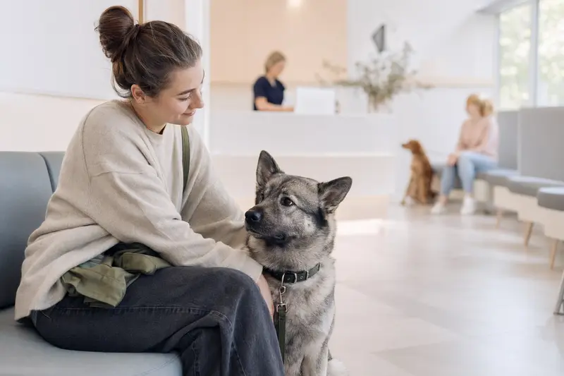 Ein Norwegischer Elchhund sitzt ruhig neben seinem Besitzer im hellen Wartezimmer einer modernen Tierarztpraxis.